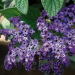 Heliotrope