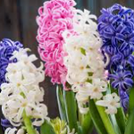 Hyacinth