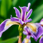 Iris