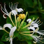 Lonicera