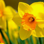 Narcisa