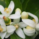 Neroli