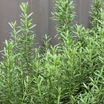 Rosmarin