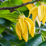 Ylang-Ylang